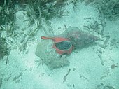 A sandy bottom. On it a large sea snail with a bright orange-red body and a large operculum is reaching far into the shell of a queen conch.