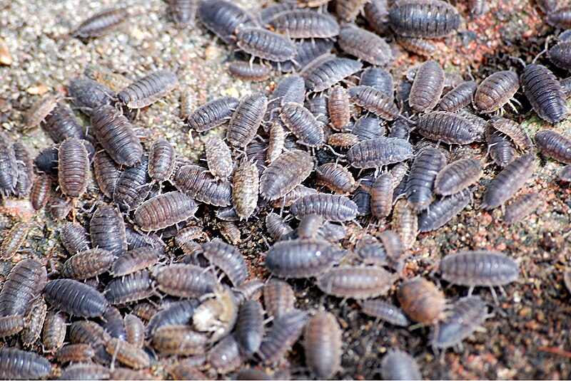 Файл:Porcellio-scaber.JPG