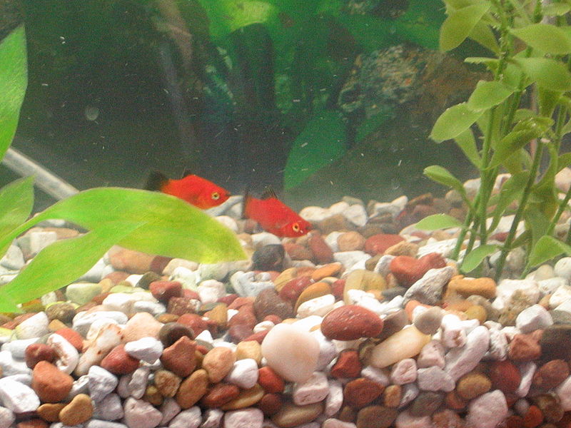 File:Red Wag Platies.JPG