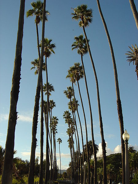 File:Santa Monica Palm Trees.jpg