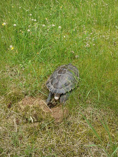 File:Schildkröte Kl-U 2012 002.jpg