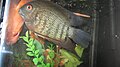 Severum