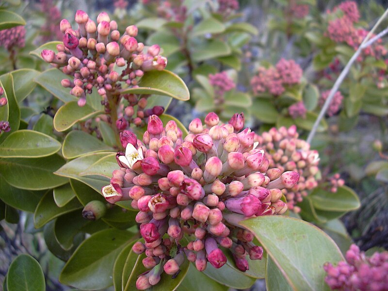 File:Starr 041006-0222 Santalum haleakalae.jpg