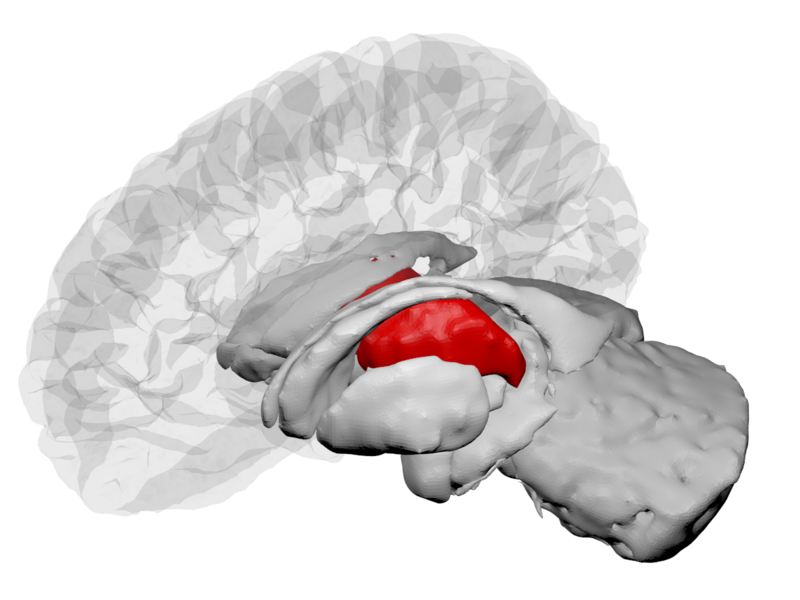 File:Thalamus - DK ATLAS.png