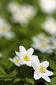 Anemone nemorosa in flower