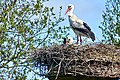 Stork at Uffelte