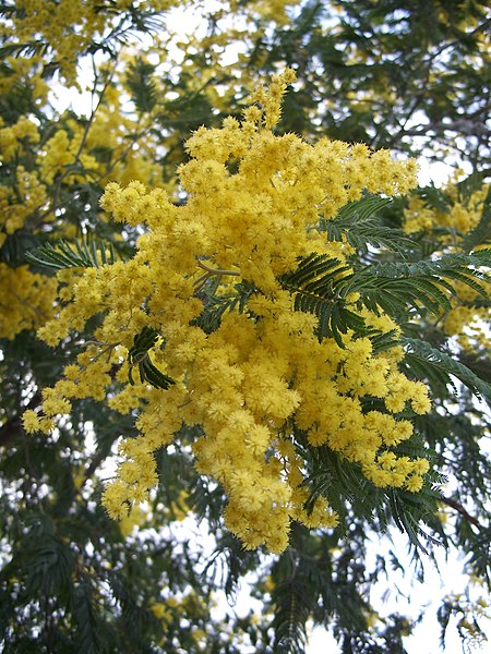 File:Acacia dealbata-1.jpg