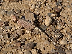 纳米比亚的地鬣蜥（Agama aculeata）