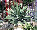 Agave salmiana