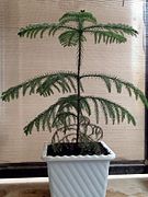 Potted specimen on a balcony in Qom, Iran