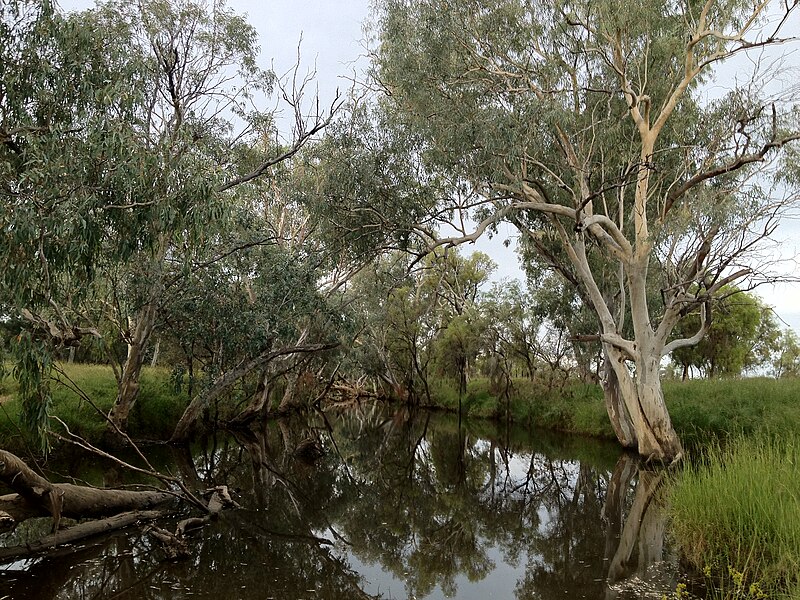 Файл:Barcoo river, Tambo.JPG