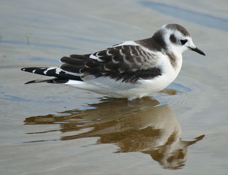 Файл:Bird Yyterin lietteet 2.jpg