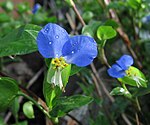 Commelina communis