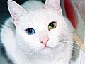 Complete heterochromia in a cat: one eye blue, one yellow. The yellow eye has what looks like Sectoral heterochromia, as the outside of the eye is yellow, and the iris is green.