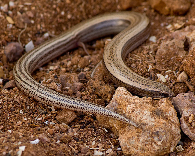 File:Chalcides mauritanicus.jpg