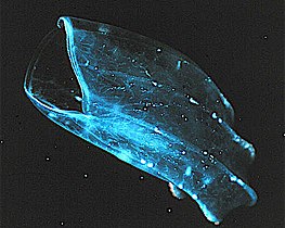 The beroid ctenophore, mouth gaping at left, preys on other ctenophores