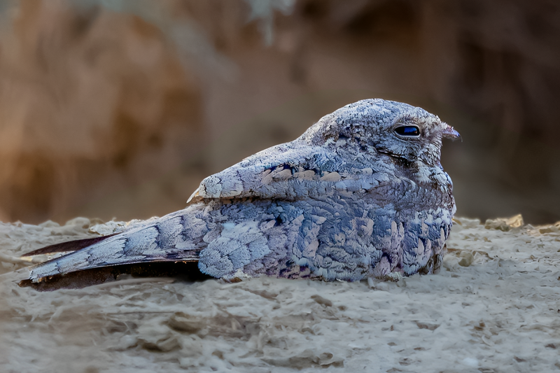 File:Egyptian nightjar.png