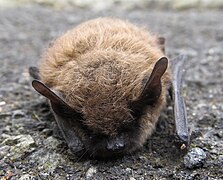 Myotis mystacinus