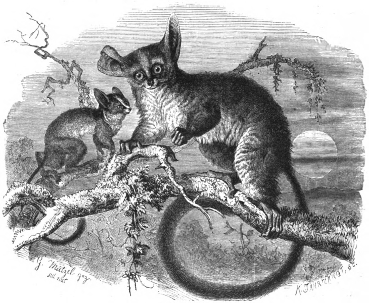 File:Galago (Otolicnus Galago).png