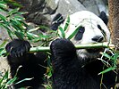 Giant panda feeding on bamboo