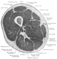 Cross-section through the middle of the thigh.