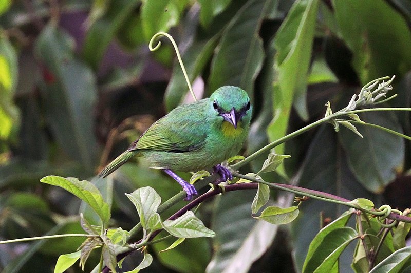 Файл:Green shrike-vireo (Vireolanius pulchellus).jpg