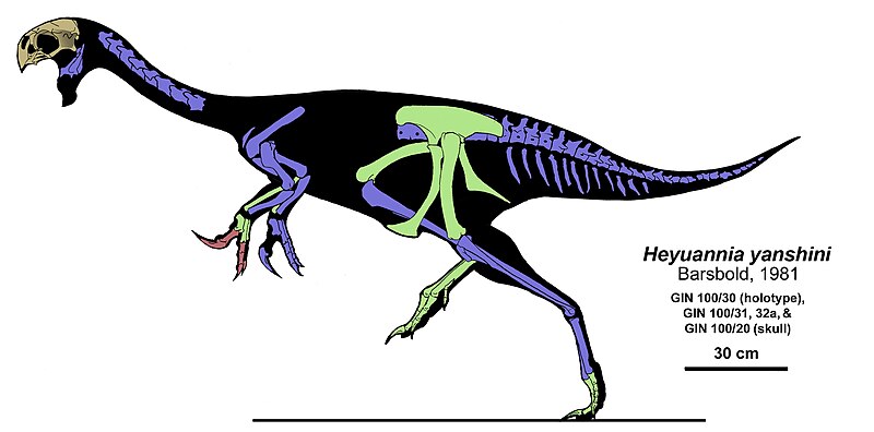 Archivo:Heyuannia yanshini skeleton.jpg