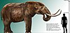 The Mammut americanum (American mastodon) became extinct around 12,000–9,000 years ago due to human-related activities, climate change, or a combination of both. See Quaternary extinction event and Holocene extinction.