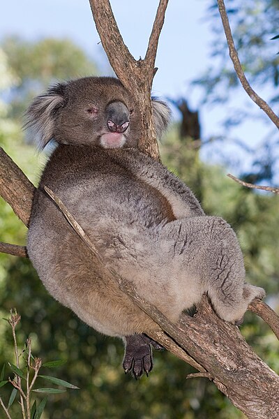 File:Koala dozing nov08.jpg