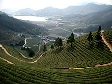 Korea-Boseong-Green.tea-02.jpg