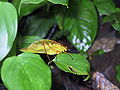 unknown Insect, Costa Rica, Tapanti National Parc