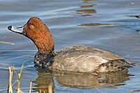 Breeding male