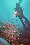 Scuba Diver at Sharm el-Sheikh