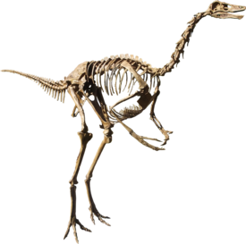 Слепок скелета Struthiomimus altus