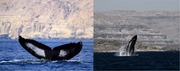 Arabian Sea Humpback whales in Dhofar, Oman