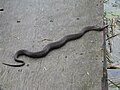 Mature Northern water snake sunning itself near Battersea, Ontario in Canada