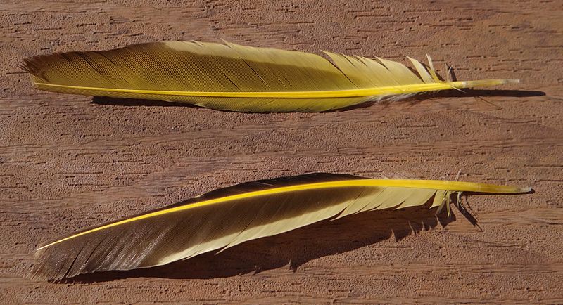 File:Yellow feather.jpg