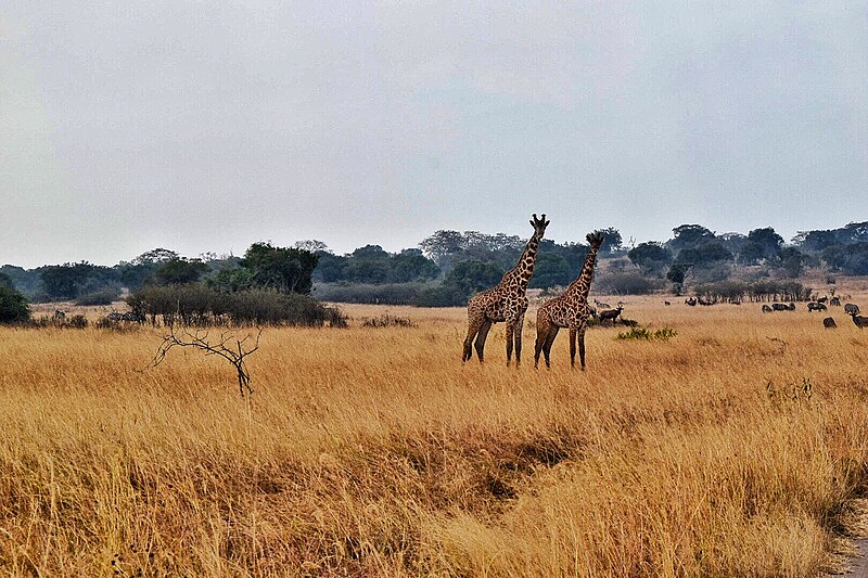 File:Akagera National Park Giraffes.jpg