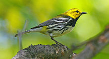 BlackthroatedGreenWarbler08.jpg