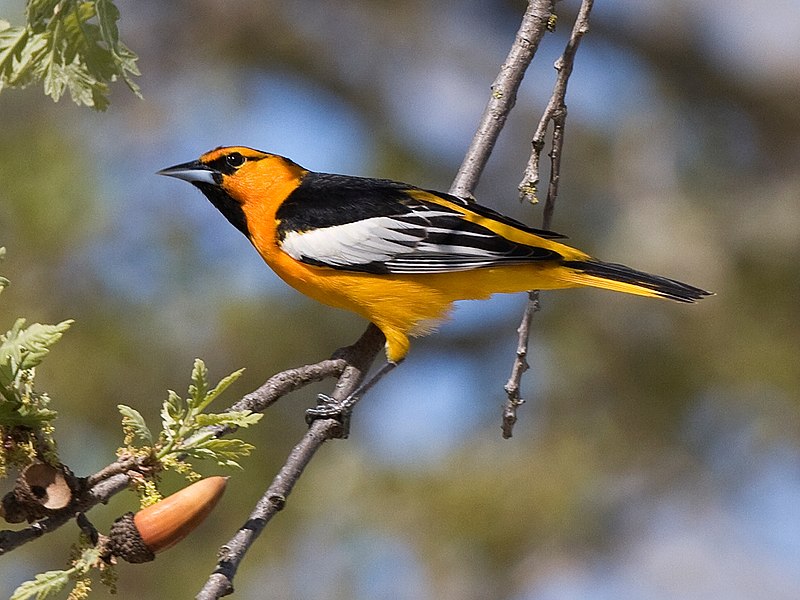 File:Bullock's Oriole.jpg