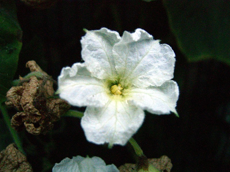 Archivo:Calabash flower.jpg