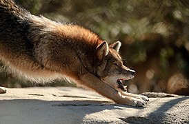 A stretching coyote