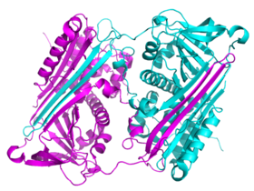 Diagram of a domain-swapped serpin dimer