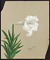 Easter Lily, Easter 1885