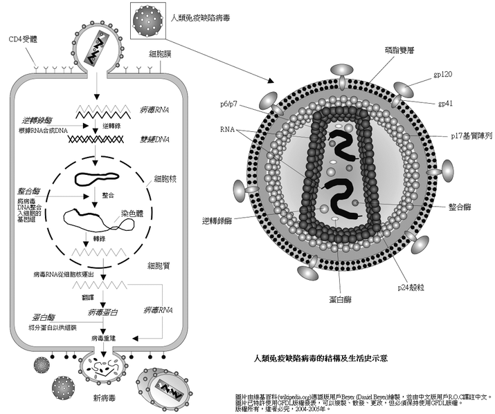 File:HIV structure cycle zh.png