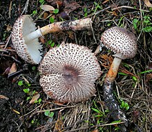 Leucoagaricus erythrophaeus 481800.jpg