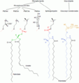 membrane lipids