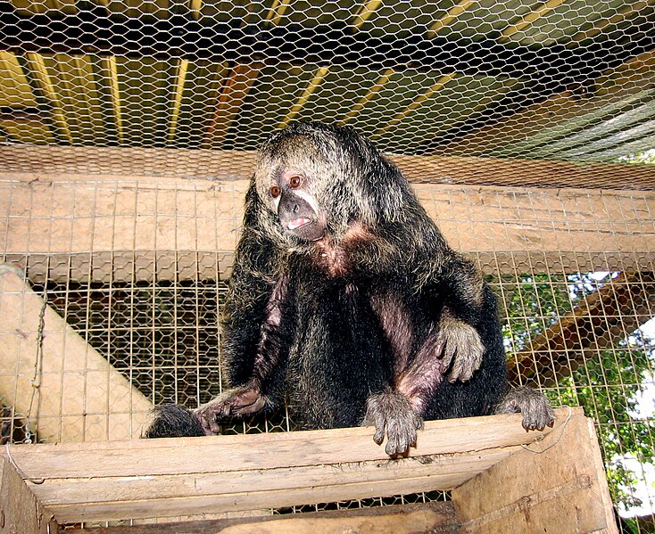 File:Monk saki monkey.JPG