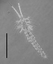 Mystacocarida-scale250um.jpg