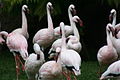 Flamingos at the main entrance of the Oakland Zoo